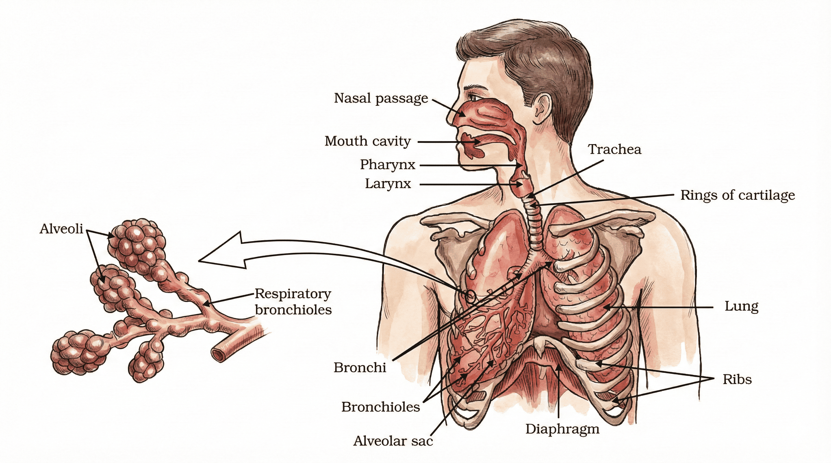 Human Respiratory System